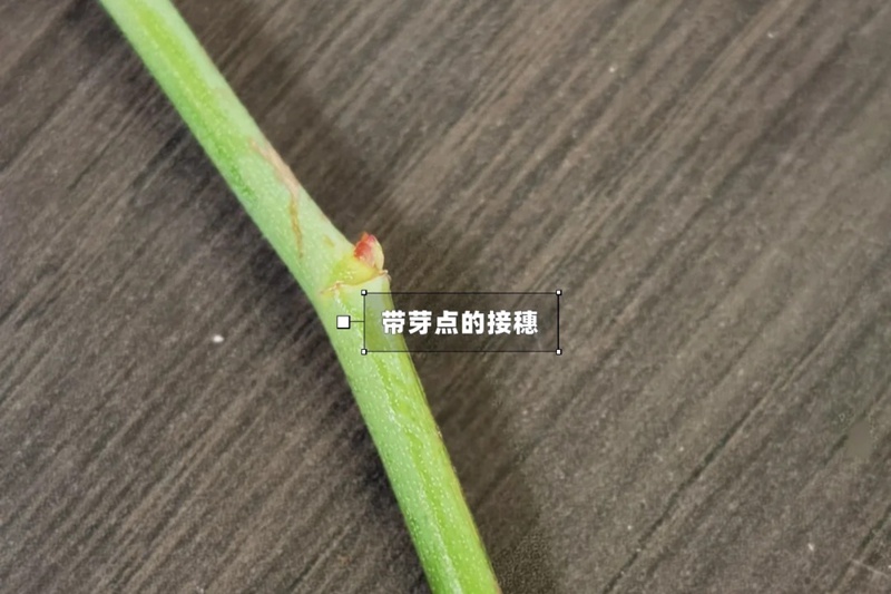 月季嫁接技术大全(多图详解)