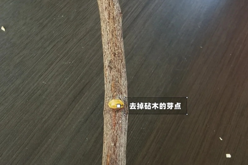 月季嫁接技术大全(多图详解)