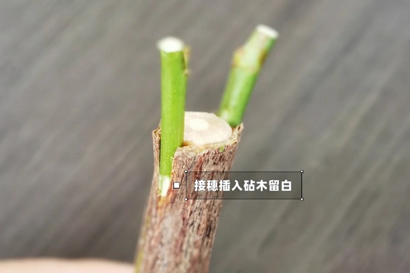 月季嫁接技术大全(多图详解)