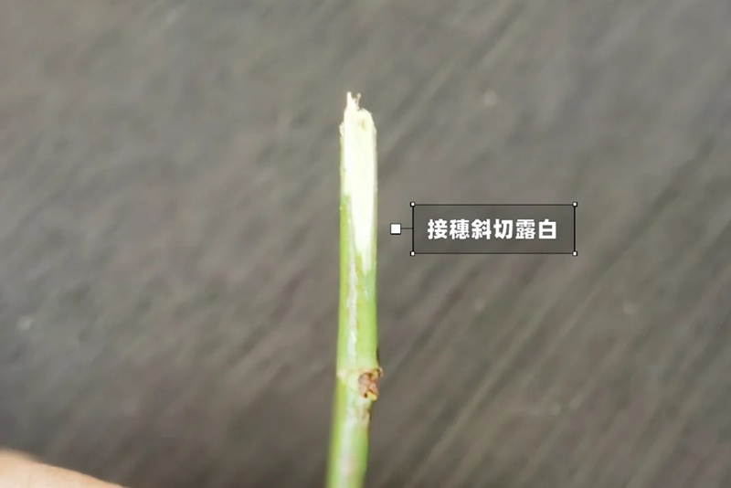 月季嫁接技术大全(多图详解)
