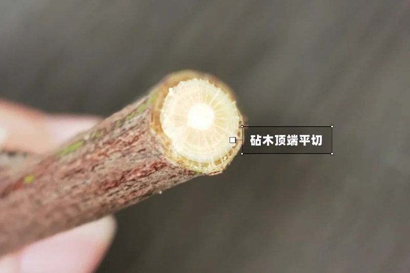 月季嫁接技术大全(多图详解)