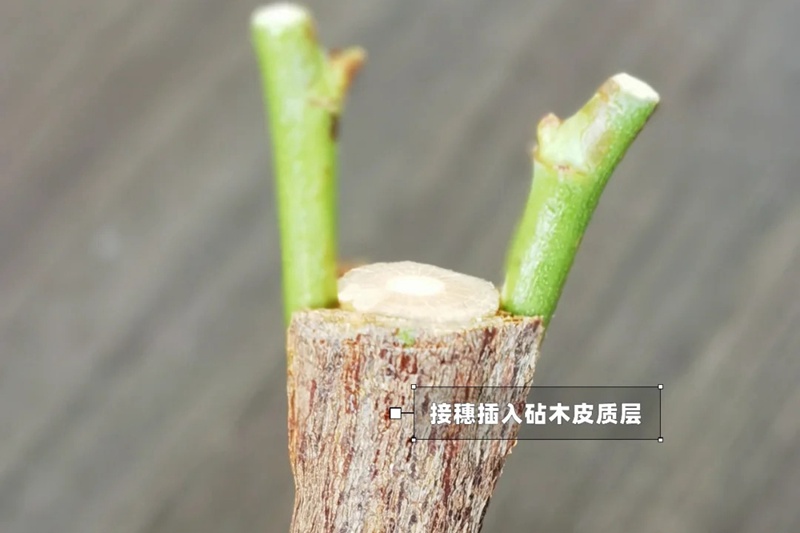 月季嫁接技术大全(多图详解)