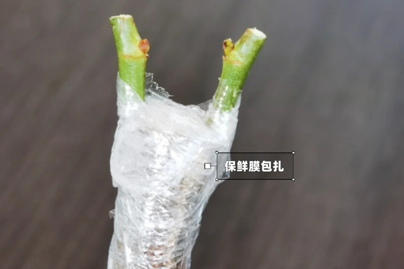 月季嫁接技术大全(多图详解)