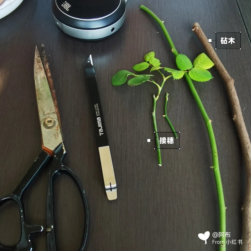 月季嫁接技术大全(多图详解)