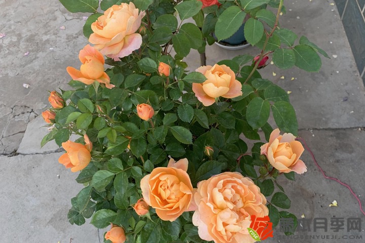 月季花怕太阳暴晒吗