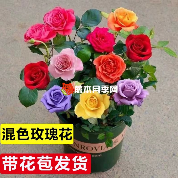 花卉界的奇葩假货植物大盘点