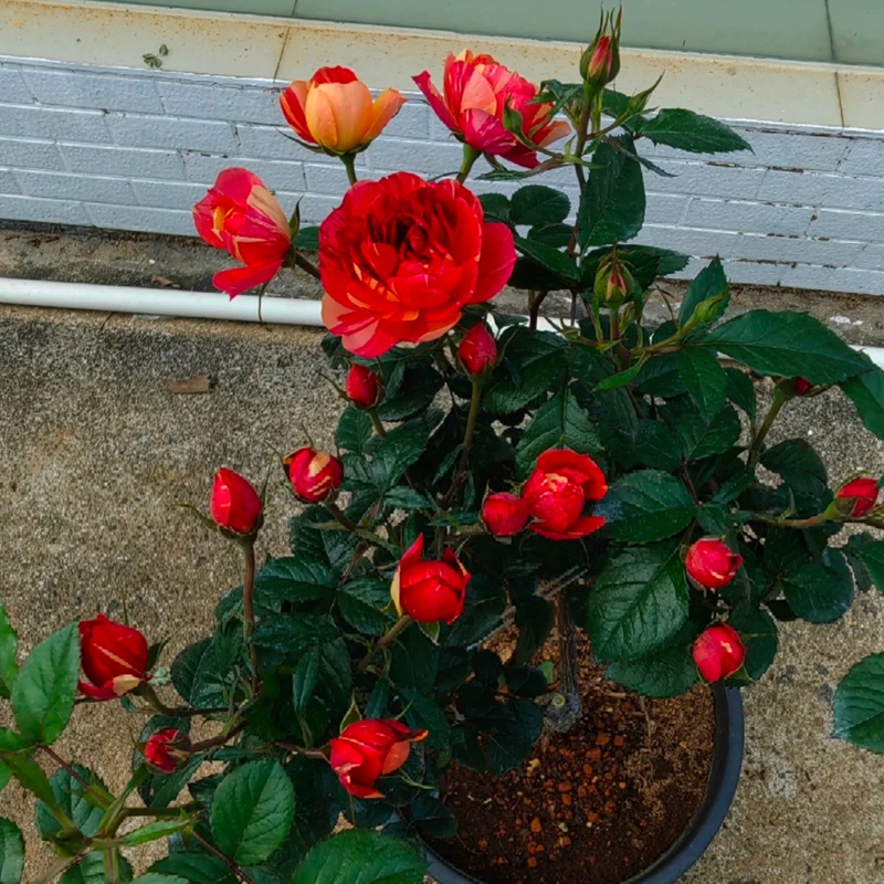朱砂红果汁