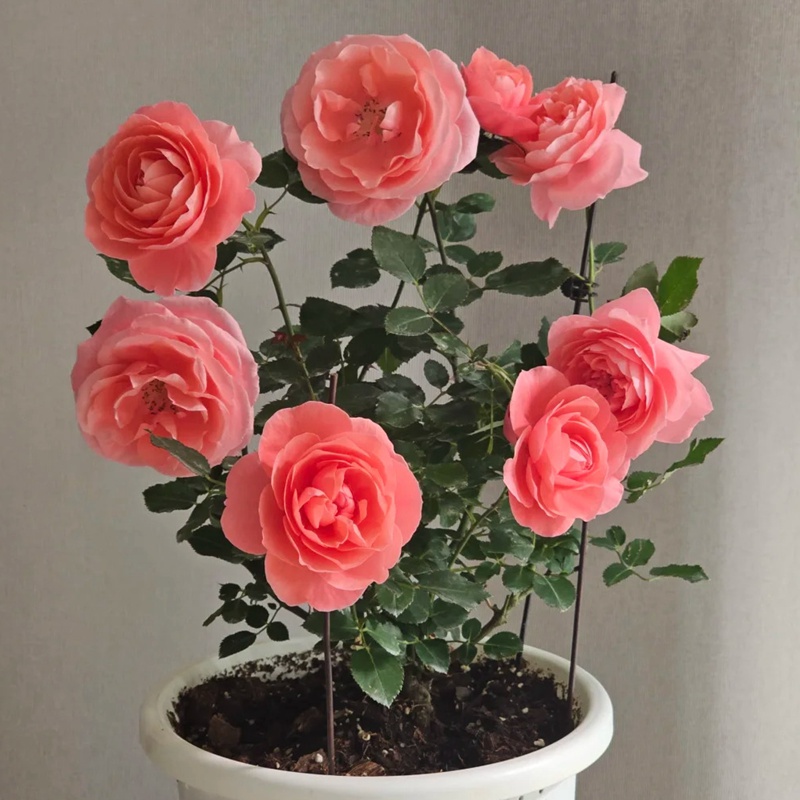 蜜语