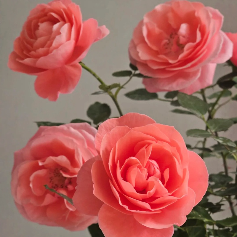 蜜语