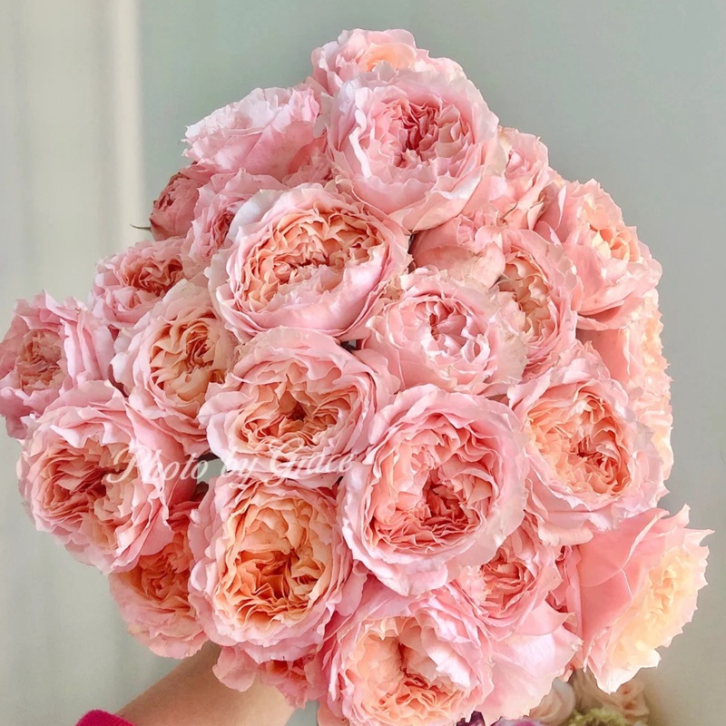 6月常见开花花卉及观赏指南