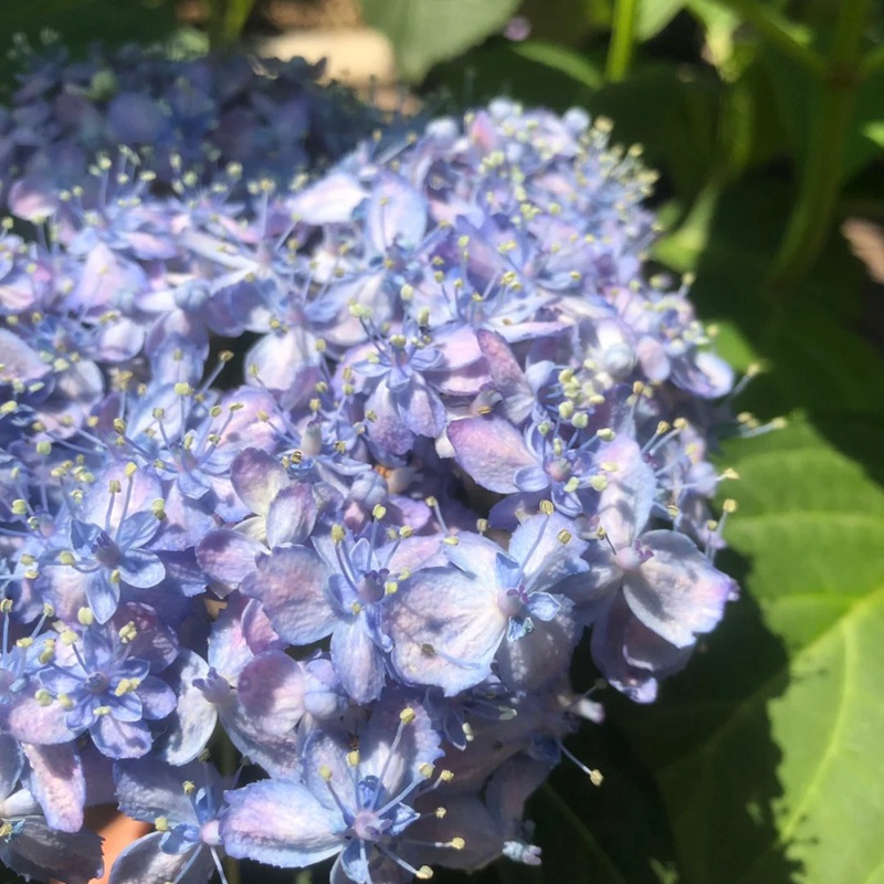 6月常见开花花卉及观赏指南