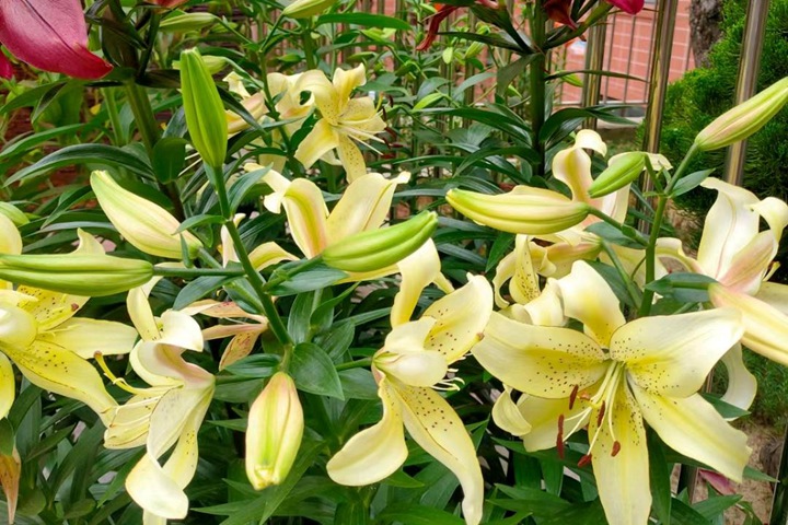 6月常见开花花卉及观赏指南