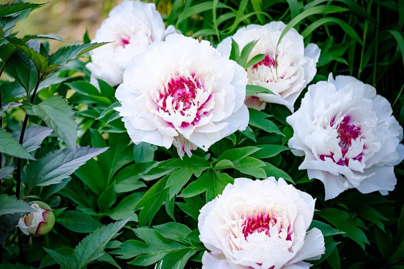 6月常见开花花卉及观赏指南
