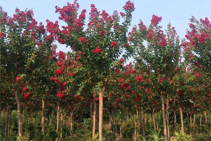 6月常见开花花卉及观赏指南