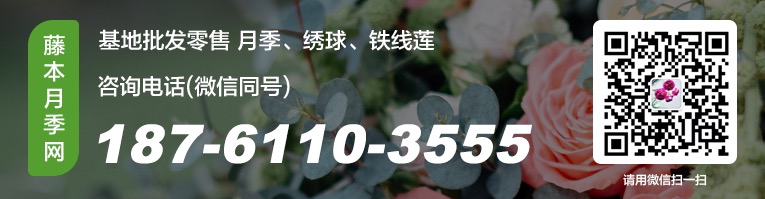 月季园的经典藤本月季品种苗情一览