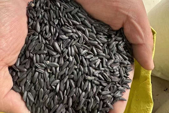 泰迪熊种子播种后多久开花