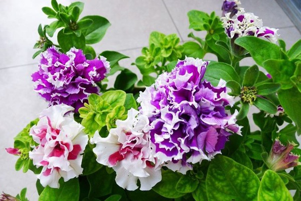 牵牛花什么时候开，它的花期能持续多久