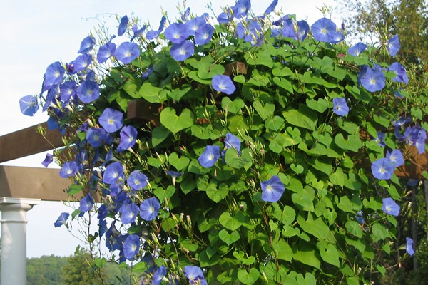 牵牛花什么时候开，它的花期能持续多久