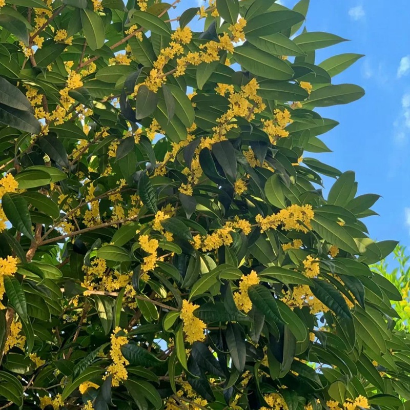 八月桂一年开几次花，花期是几月