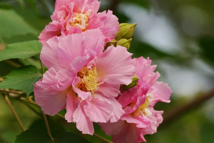 芙蓉花的花期是什么时候