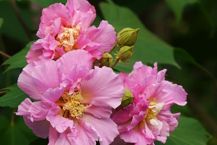 芙蓉花的花期是什么时候