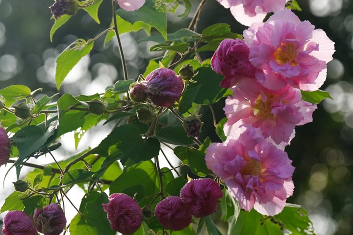 芙蓉花的花期是什么时候