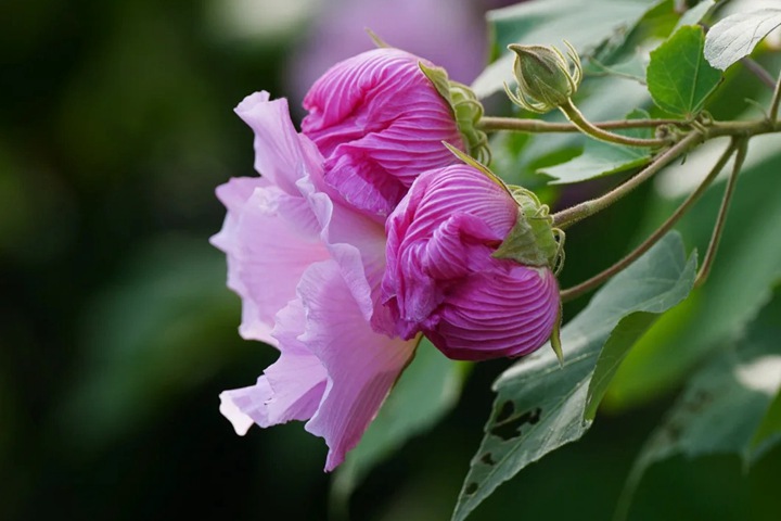芙蓉花的花期是什么时候