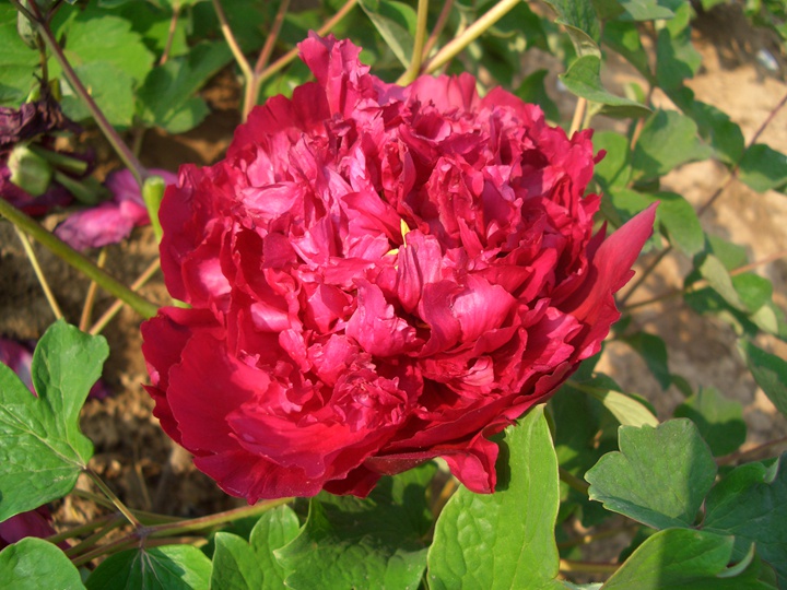 5月份有什么花开放(十二种常见花卉介绍)