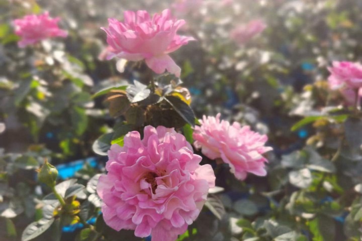 5月份有什么花开放(十二种常见花卉介绍)