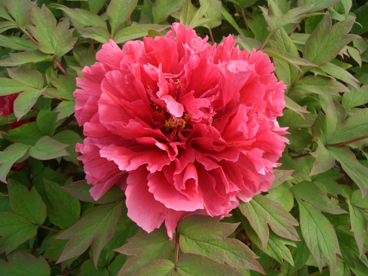 牡丹花在早上几点开花