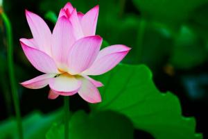 6月常见开花花卉及观赏指南