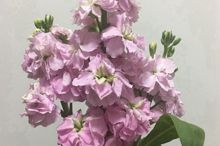 紫罗兰几月开花？