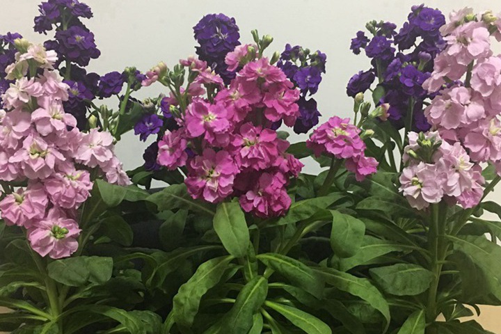 紫罗兰几月开花？