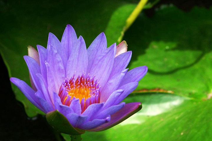 睡莲家庭种植养护避坑指南