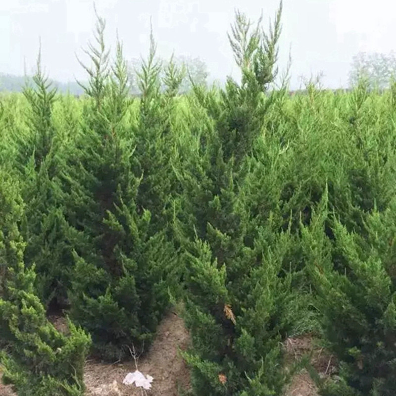 家里种龙柏树好吗？