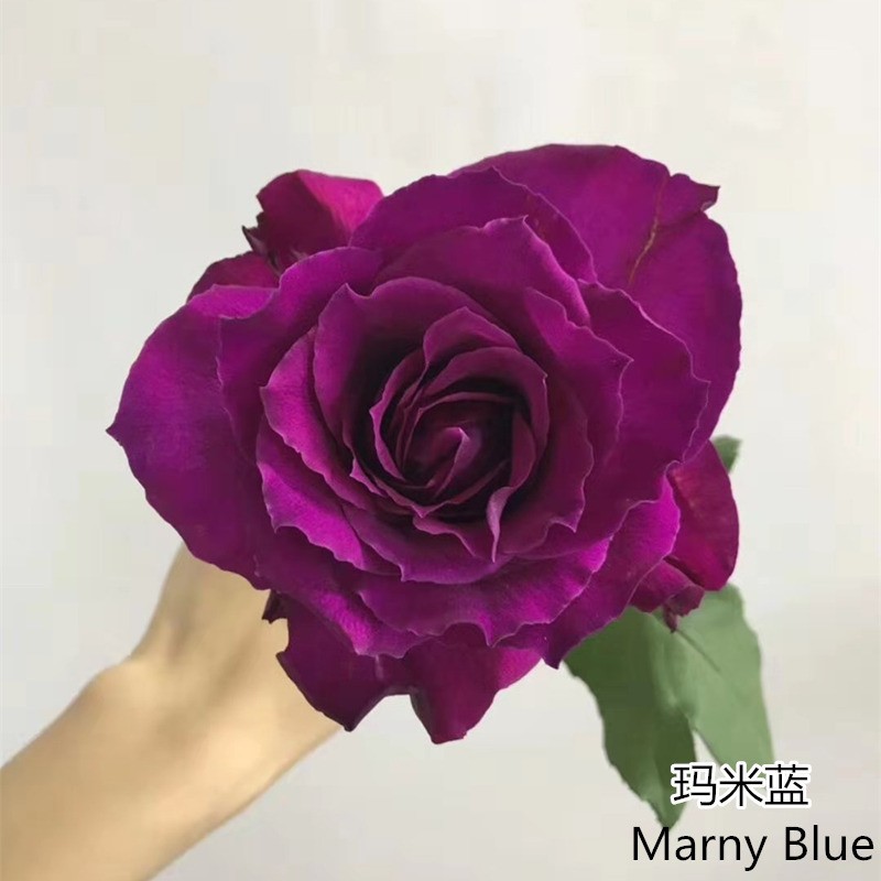 月季玛米蓝的优缺点