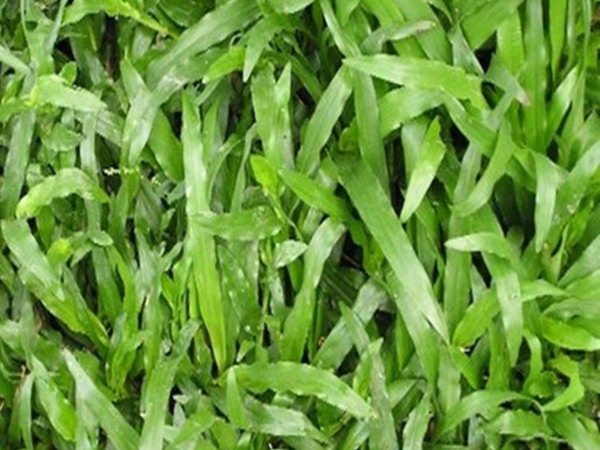 家里怎么养夏威夷草？