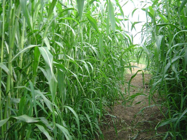 小成本大收益！家庭牧场必种牧草品种