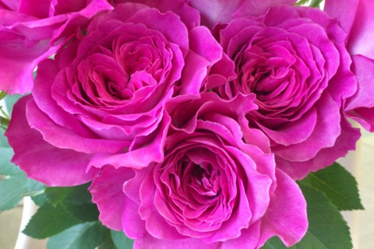 月季伊芙蓝宝石优缺点分析