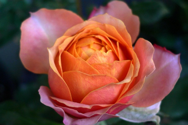 月季芒果浪漫的优缺点