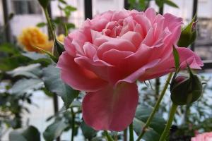 芳香王阳台月季优缺点
