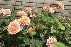 月季拿铁咖啡优缺点解析