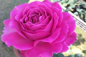 月季伊芙蓝宝石优缺点分析