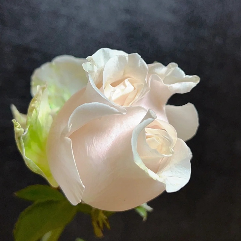 棉花表达 COTTON EXPRESSION