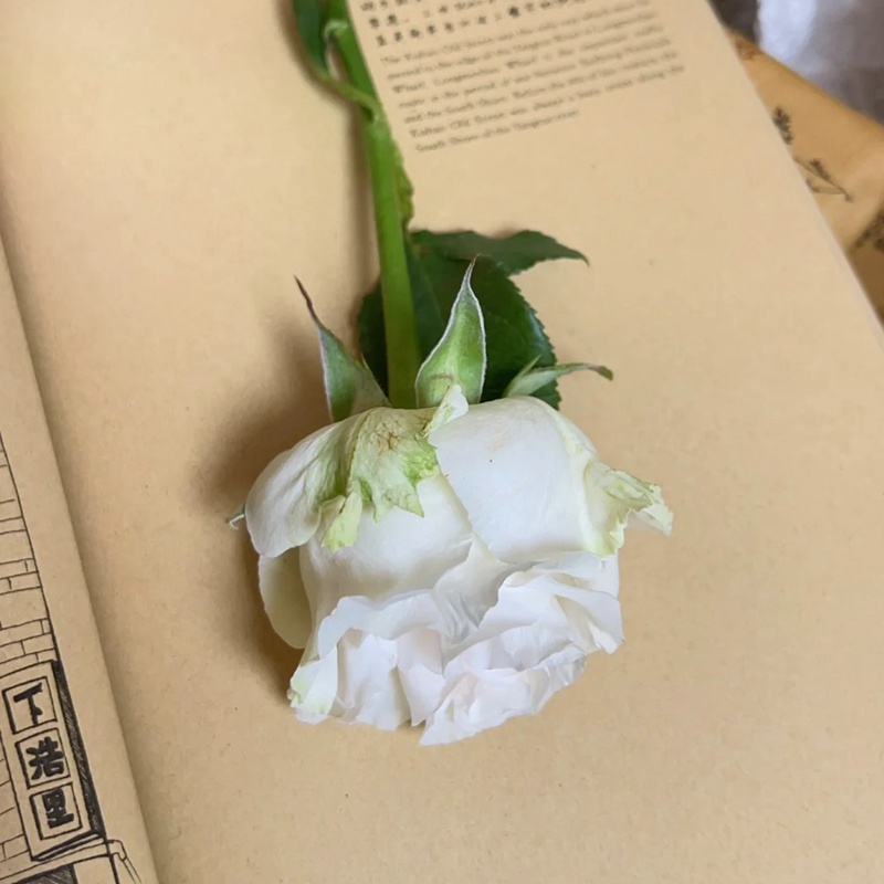 棉花表达 COTTON EXPRESSION