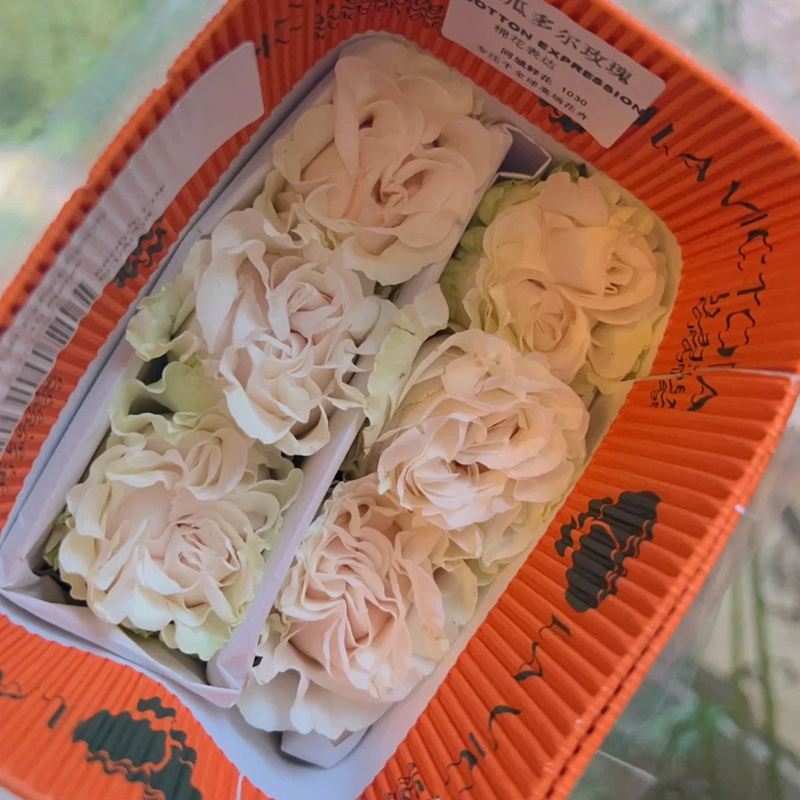 棉花表达 COTTON EXPRESSION