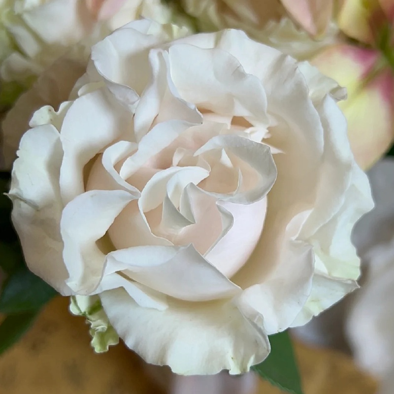 棉花表达 COTTON EXPRESSION
