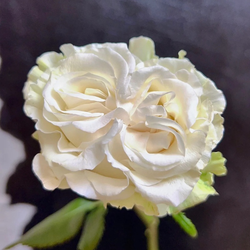 棉花表达 COTTON EXPRESSION
