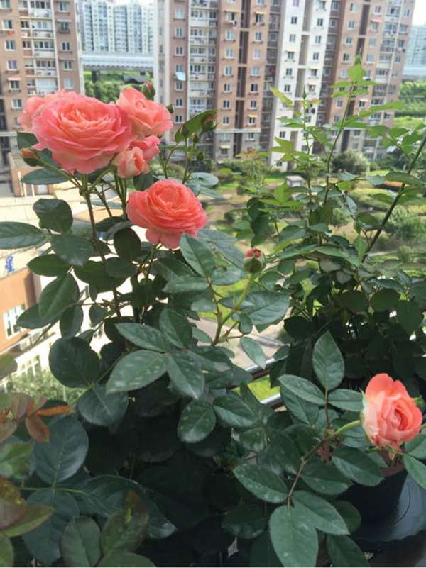 月季诺娃的优缺点解析
