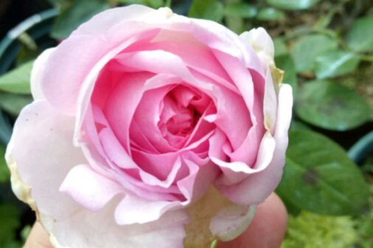 月季伊芙芳香喷泉的优缺点